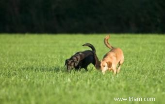 Un jeu d entraînement olfactif amusant pour les chiens 