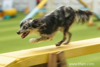 Une introduction à l agilité canine 