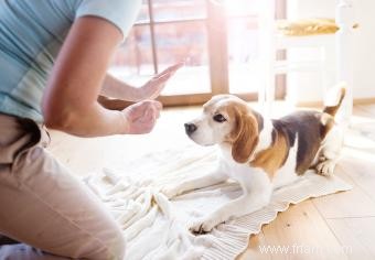 Élaborer un plan de dressage de chiens 