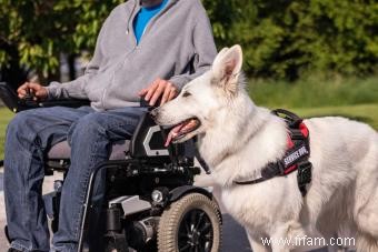 Différences entre les chiens d assistance et les chiens d assistance Chiens de soutien émotionnel 