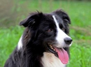 Difficulté à gérer les border collies 