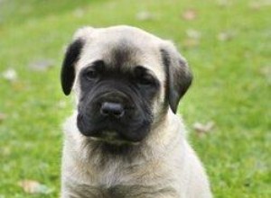 Socialisation du Mastiff anglais 