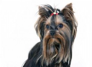 Cambriolage d un Yorkie 