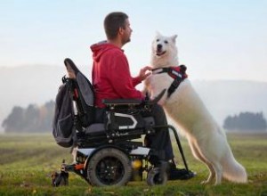 Combien coûte un chien d assistance ? Dépenses et subventions 