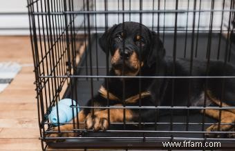 Comment dresser votre chien en cage 