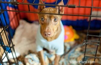 Comment dresser votre chien en cage 