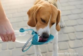 Comment rendre la course avec vos chiens sûre et sans stress 