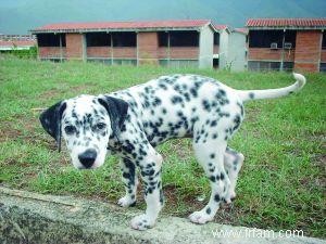 Techniques d apprentissage de la propreté pour chiots 