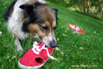 Empêchez votre chien de mâcher des chaussures :comment conserver vos chaussures 