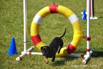 Apprenez à votre chien à sauter à travers les cerceaux en toute simplicité 