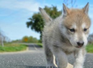 Formation de chiots loups hybrides 