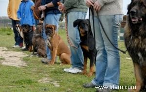 Entraîner votre chien à avoir de bonnes manières 