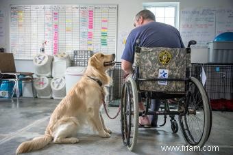 Avantages et organisations pour les chiens d assistance aux vétérans 