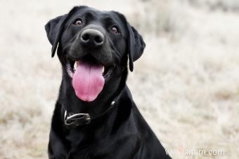 10 races de chiens AKC les plus populaires (avec photos à gogo) 