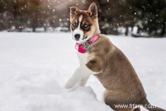 11 races de chiens aux yeux bleus saisissants 