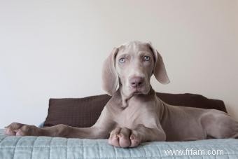 11 races de chiens aux yeux bleus saisissants 