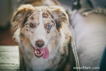 11 races de chiens aux yeux bleus saisissants 