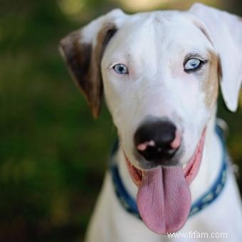 11 races de chiens aux yeux bleus saisissants 