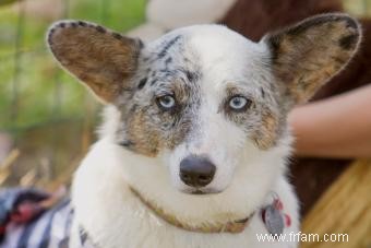 11 races de chiens aux yeux bleus saisissants 