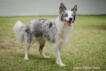 11 races de chiens aux yeux bleus saisissants 