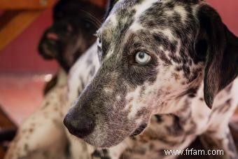 11 races de chiens aux yeux bleus saisissants 