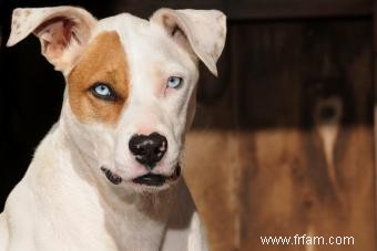 11 races de chiens aux yeux bleus saisissants 