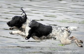 12 races de chiens d eau 