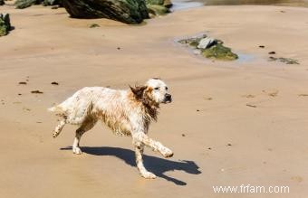 12 races de chiens d eau 