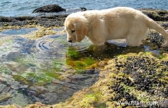 12 races de chiens d eau 