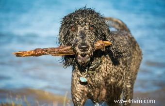 12 races de chiens d eau 