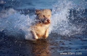 12 races de chiens d eau 