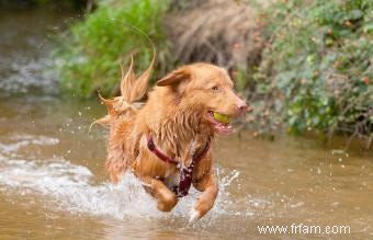 12 races de chiens d eau 