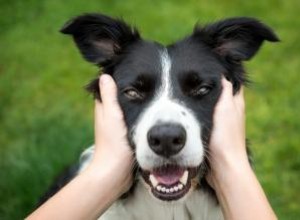 14 races de chiens les plus saines qui font d excellents animaux de compagnie 