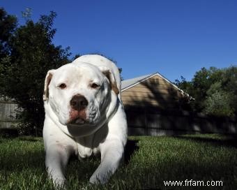 14 races de chiens les plus saines qui font d excellents animaux de compagnie 