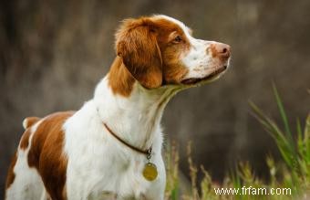 14 races de chiens les plus saines qui font d excellents animaux de compagnie 