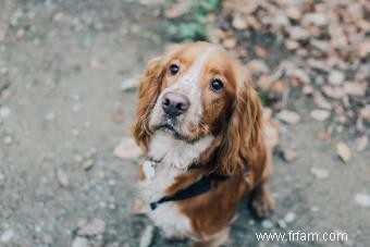 15 races de chiens adorables avec de longues oreilles 