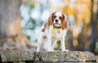 15 races de chiens adorables avec de longues oreilles 