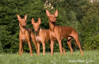 15 races de chiens adorables avec de longues oreilles 