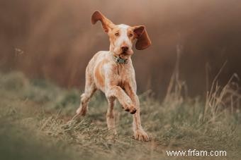 15 races de chiens adorables avec de longues oreilles 