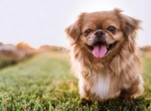 15 races de chiens chinois estimées 