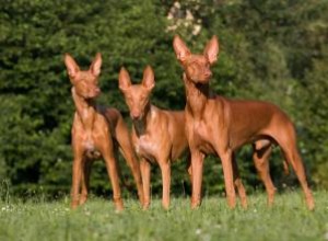 37 types de chiens de chasse 