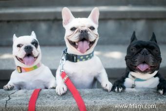 Un regard sur le bouledogue français :qui est le Frenchie ? 