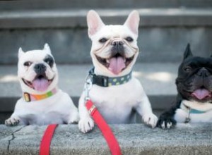 Un regard sur le bouledogue français :qui est le Frenchie ? 