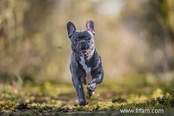 Un regard sur le bouledogue français :qui est le Frenchie ? 