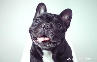 Un regard sur le bouledogue français :qui est le Frenchie ? 