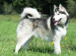 Race Malamute d Alaska:ce que vous devez savoir 