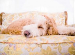 Tout sur le Bernadoodle :qui sont ces chiots hybrides ? 