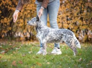 Tout ce qu il faut savoir sur le Bouvier australien 