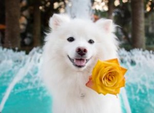 Vue d ensemble et photos de la race de chien esquimau américain 