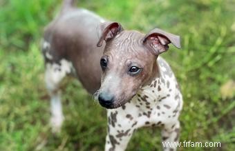 Aperçu et contexte de la race American Hairless Terrier 